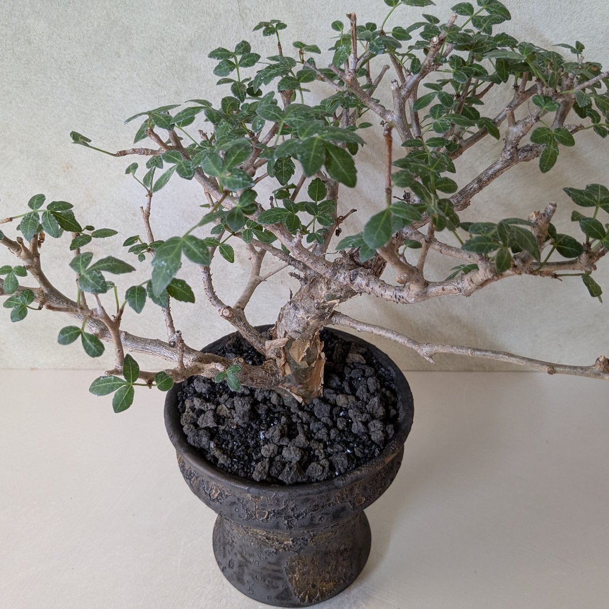 ブルセラ・ファガロイデス 【現地球】×【銀河鉢クレーター】 陶芸家