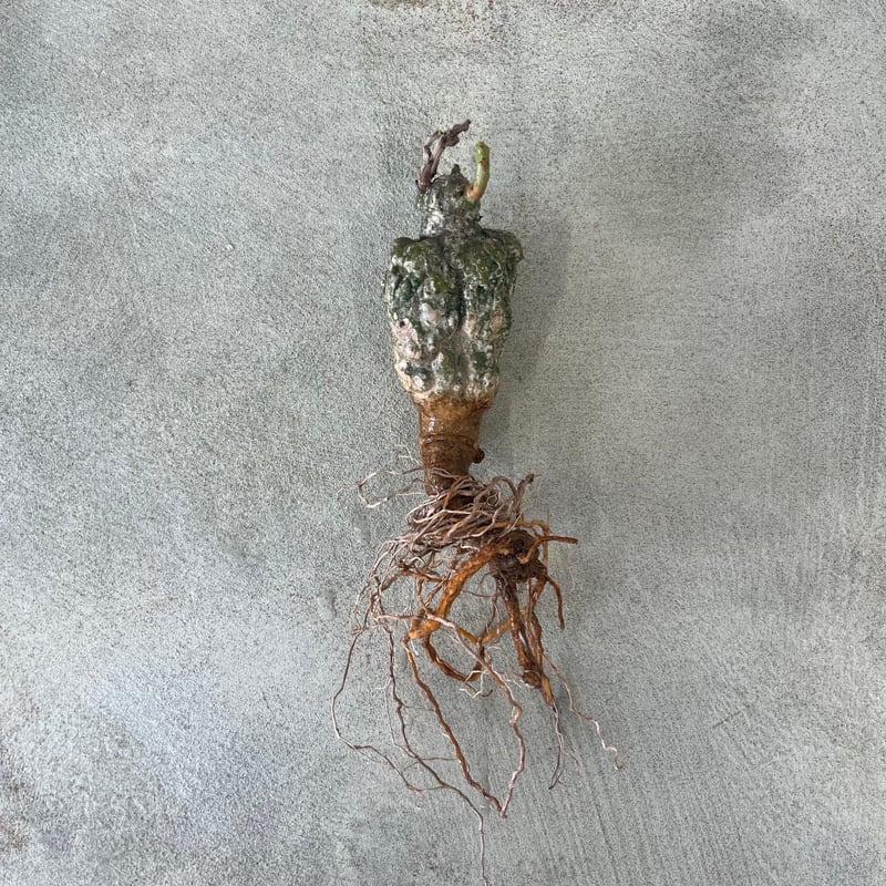 アデニア スティローサ レッドリーフ 現地球 発根株 丸株 (鉢