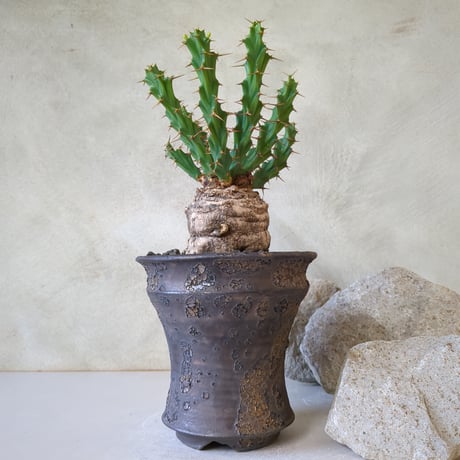 発根済み ユーフォルビア クラビゲラ 手乗り 現地株 コーデックス 多肉植物 発根済み ユーフォルビア クラビゲラ 手乗り 現地株 コーデックス 多肉