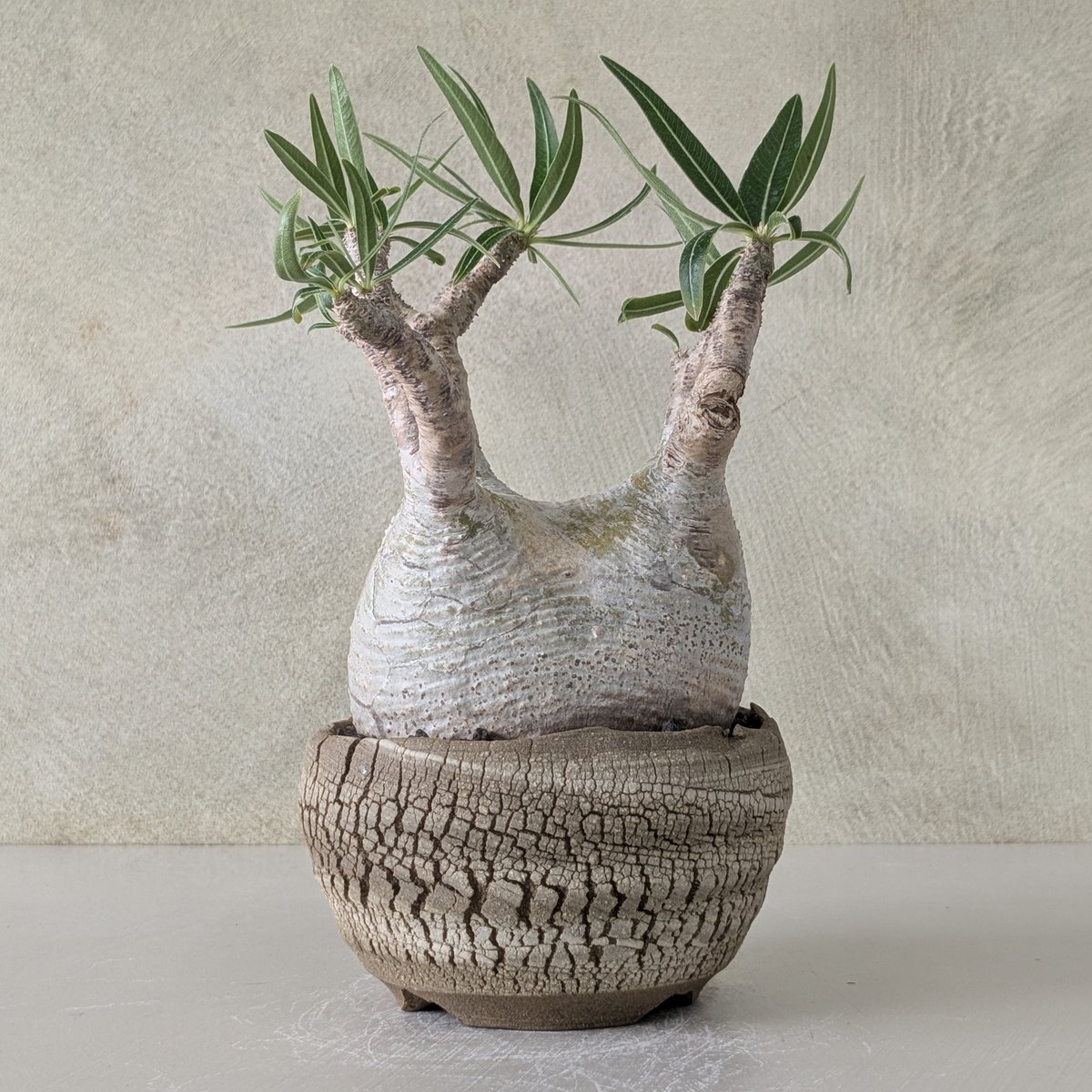 パキポディウム　グラキリス　たけろうポット パキポディウム グラキリス たけろうポット