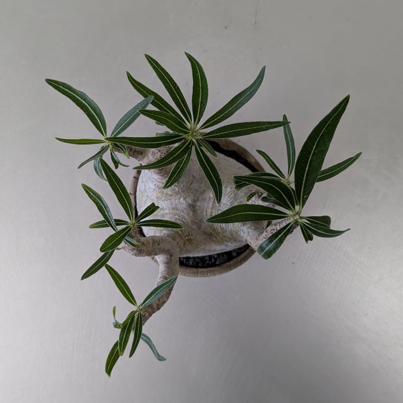 パキポディウム・グラキリス 【現地球】×【炸裂紋鉢 大地の鼓動】 陶芸