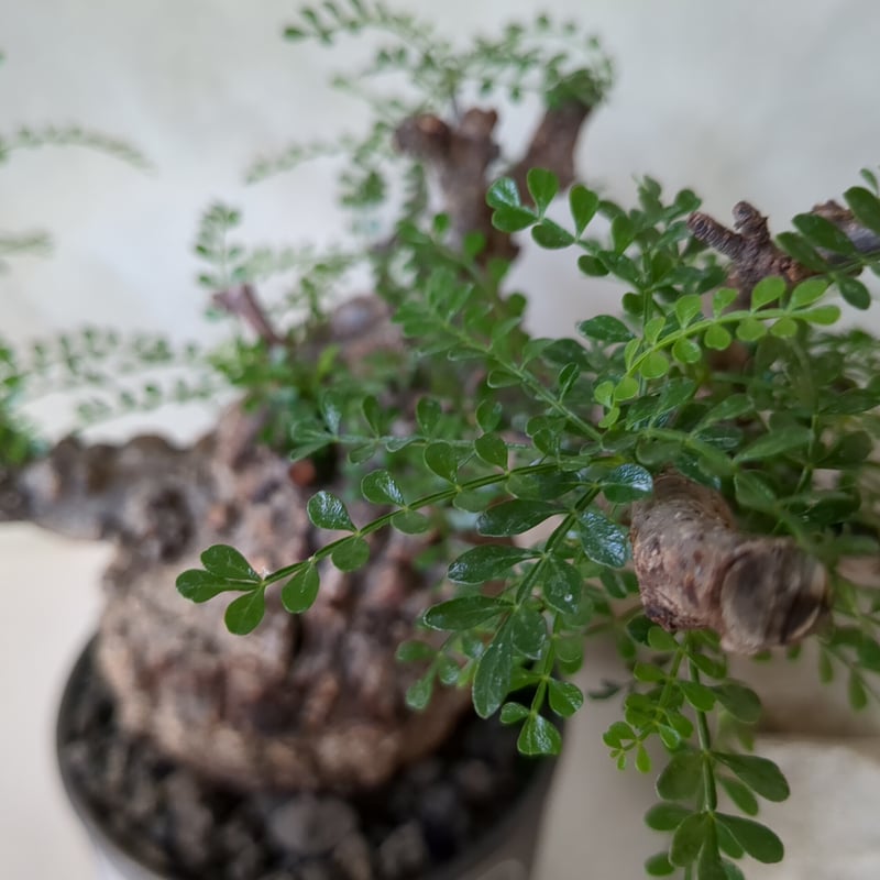 オペルクリカリア・パキプス No.7 / (25sep22.b14/1-4) | Plant