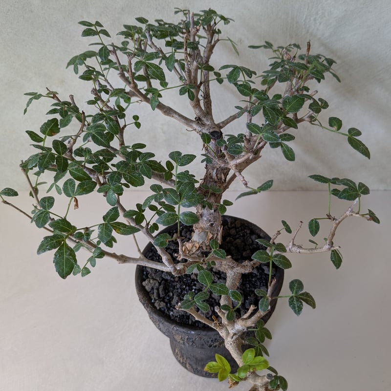 ブルセラ・ファガロイデス 【現地球】×【銀河鉢クレーター】 陶芸家