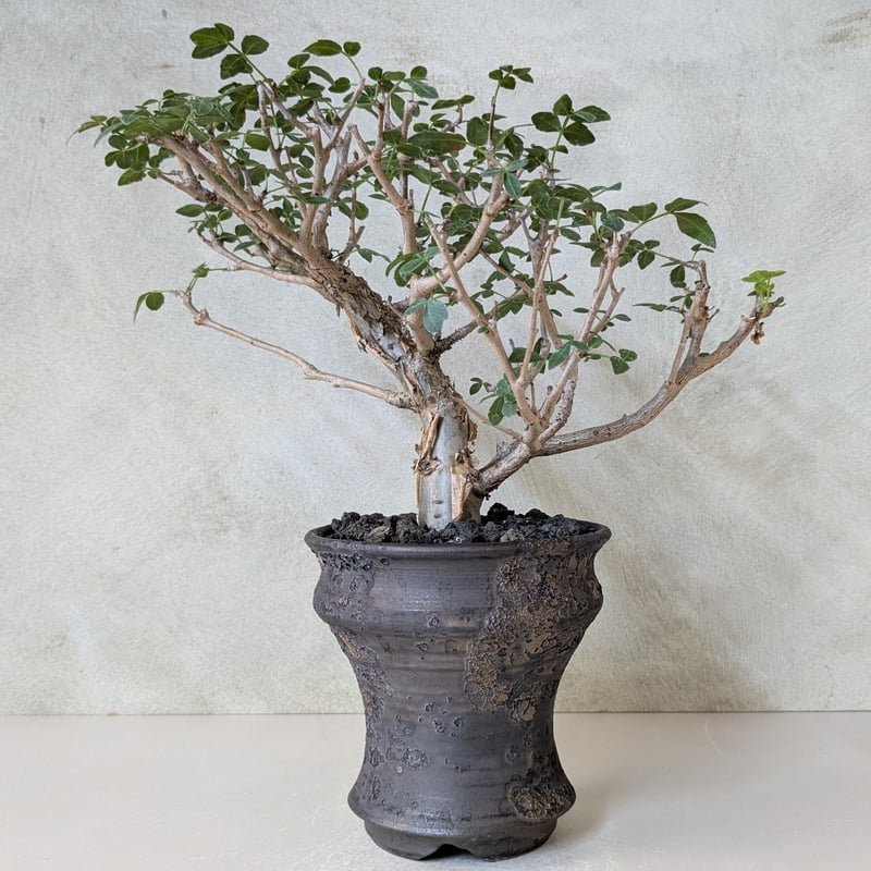 ブルセラ　ファガロイデス　現地株 ブルセラ・ファガロイデス 【現地球】×【銀河鉢クレーター