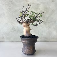 コミフォラ・カタフ ピュア 【現地球】×【銀河クレーター鉢】 陶芸家
