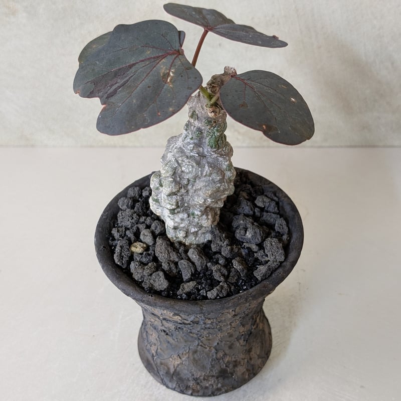 アデニア　スティローサ　 現地球　発根株　（鉢付き） アデニア スティローサ 現地球 発根株 (鉢付き「 ザ・ファーム