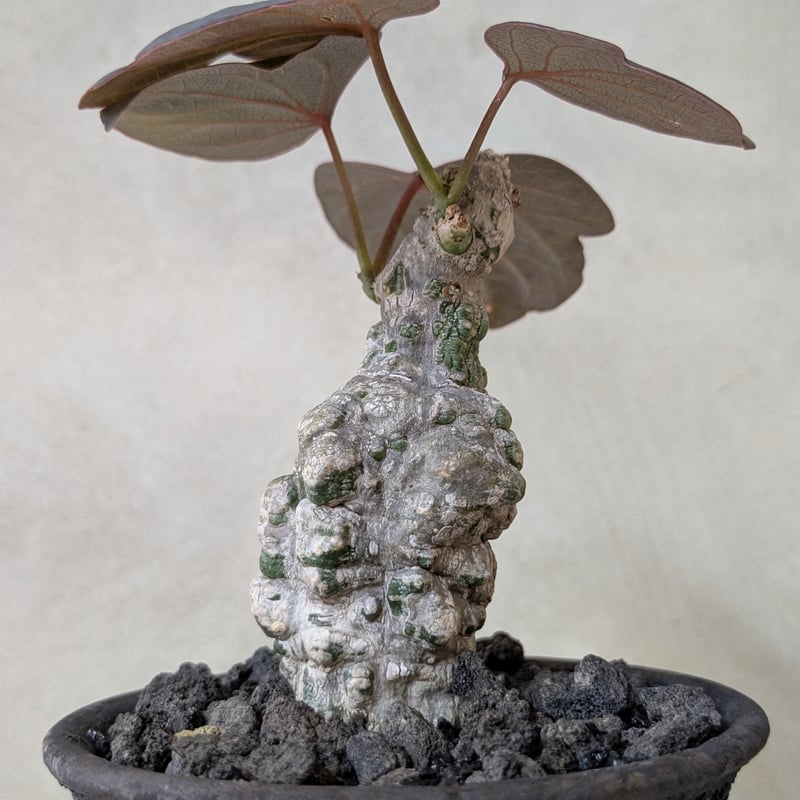 アデニア ステイローサ 現地株 発根済 アデニア ステイローサ 現地株 発根済 アデニア ステイローサ 発根済