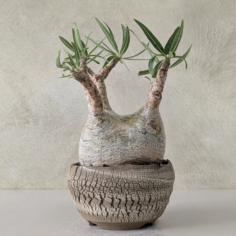 パキポディウム グラキリス 現地球 陶器鉢付き パキポディウム・グラキリス 【現地球】×【炸裂紋鉢 大地の鼓動】 陶芸