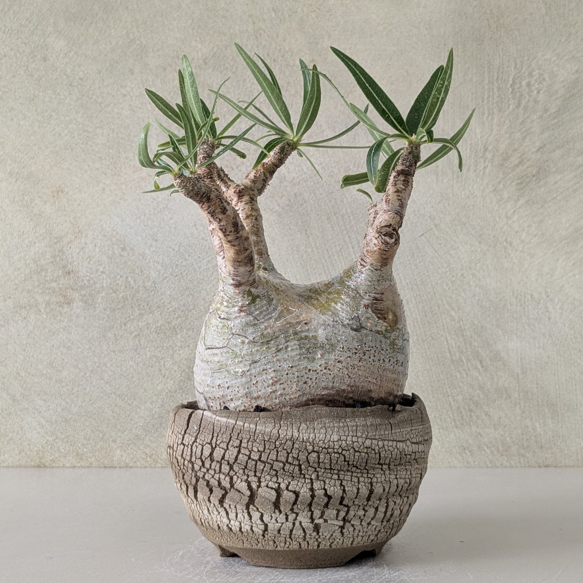 パキポディウム　グラキリス　現地球　直径20センチ弱　写真撮り直し10月2日 パキポディウム・グラキリス 【現地球】×【炸裂紋鉢 大地の鼓動】 陶芸