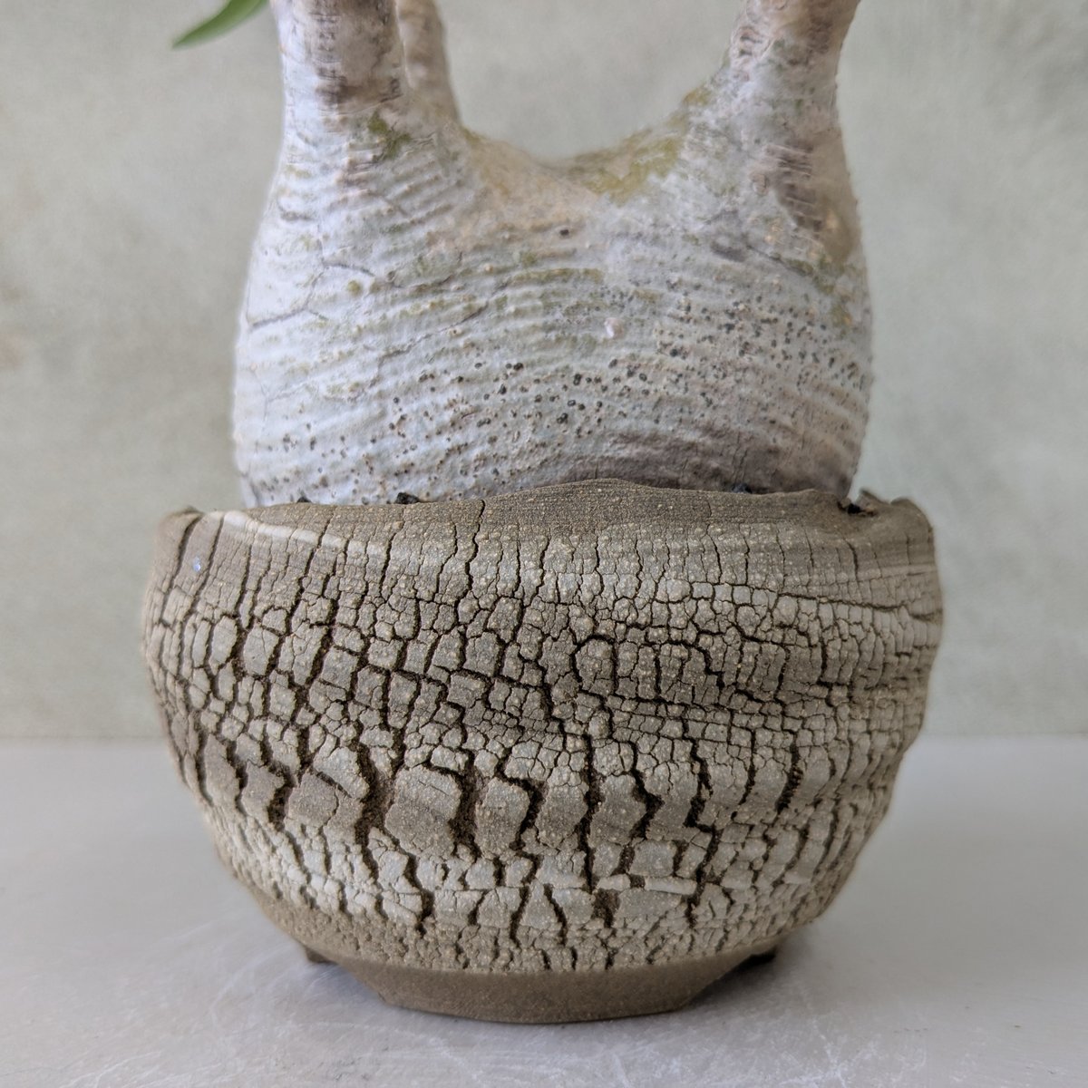 パキポディウム・グラキリス 【現地球】×【炸裂紋鉢 大地の鼓動】 陶芸