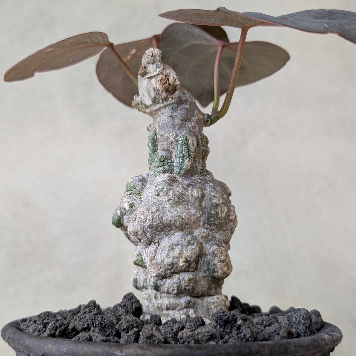 アデニア　スティローサ　 現地球　発根株　（鉢付き） アデニア スティローサ 現地球 発根株 （鉢付き） ㅤ アデニア