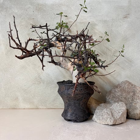 プランツマン品 Plants MAN