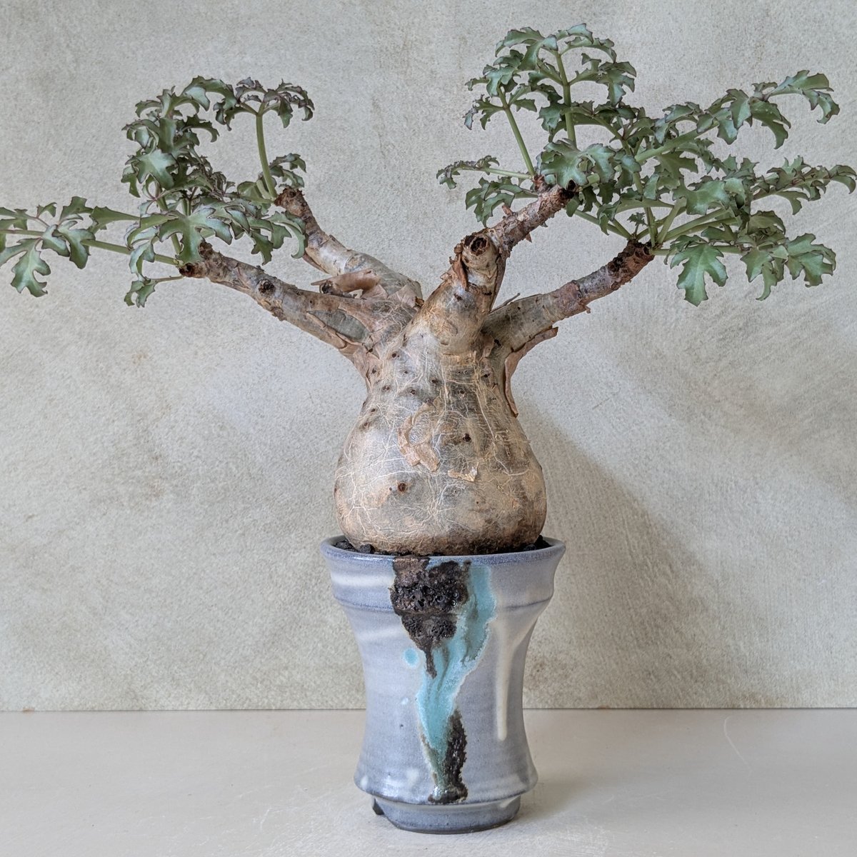 キフォステンマ・ベティフォルメ ソマリアナローリーフ 【現地球