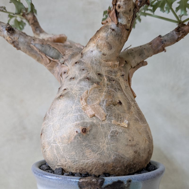 キフォステンマ・ベティフォルメ ソマリアナローリーフ 【現地球