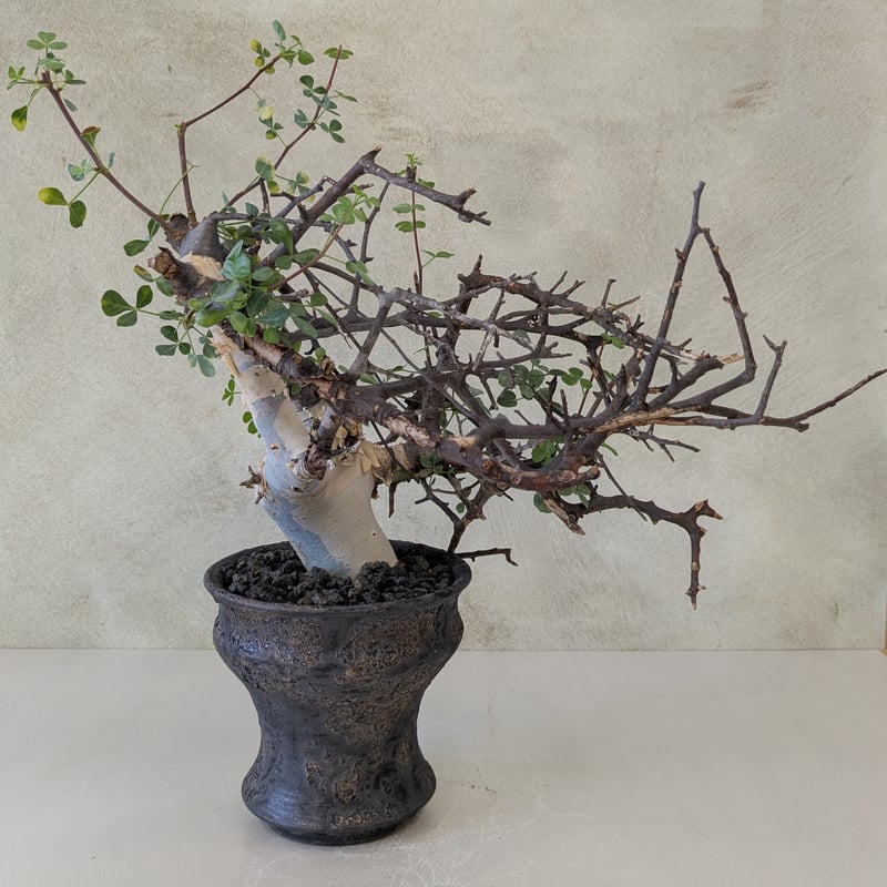 コミフォラ カタフ ソマリア 発根済み 良型 現地株 現地球 コミフォラ