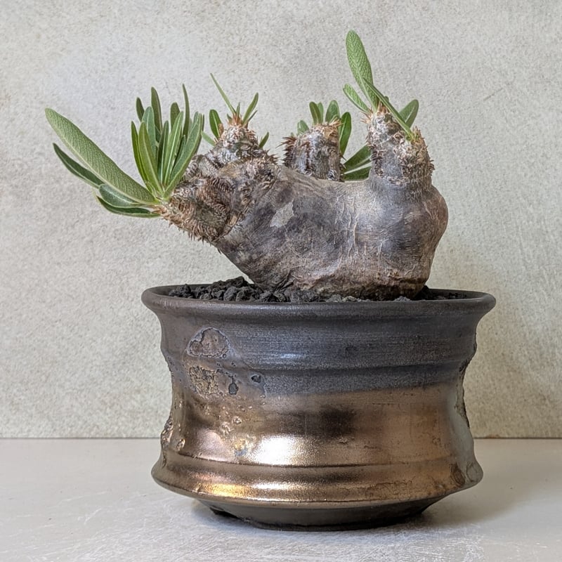 パキポディウム・ブレビカリックス 【現地球】×【メタリック銀河