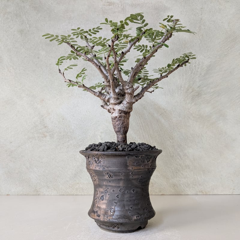 センナメリディオナリス　現地球　灌木　塊根植物　発根済み　美形　大型 センナメリディオナリス 現地球 灌木 塊根植物 発根済み 美形 大型