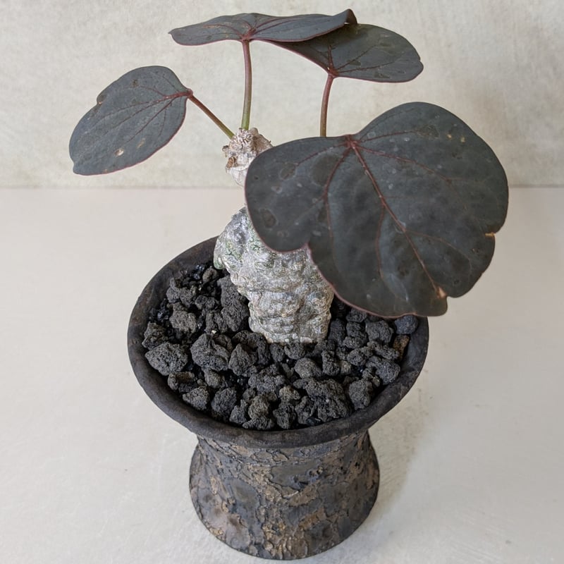 アデニア・ステイローサ 【現地球】×【銀河鉢クレーター】 陶芸