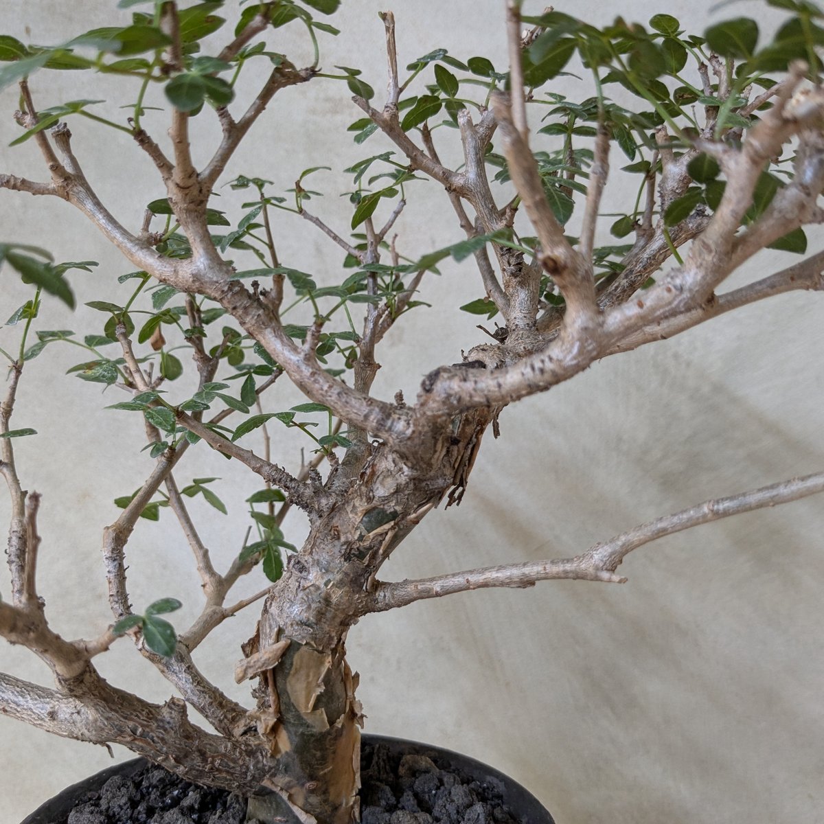 ブルセラ・ファガロイデス 【現地球】×【銀河鉢クレーター】 陶芸家