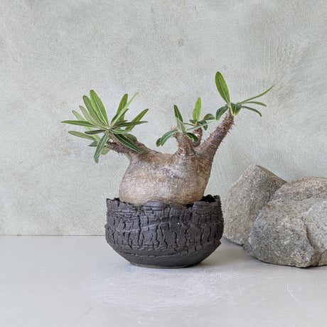 プランツマン品 Plants MAN