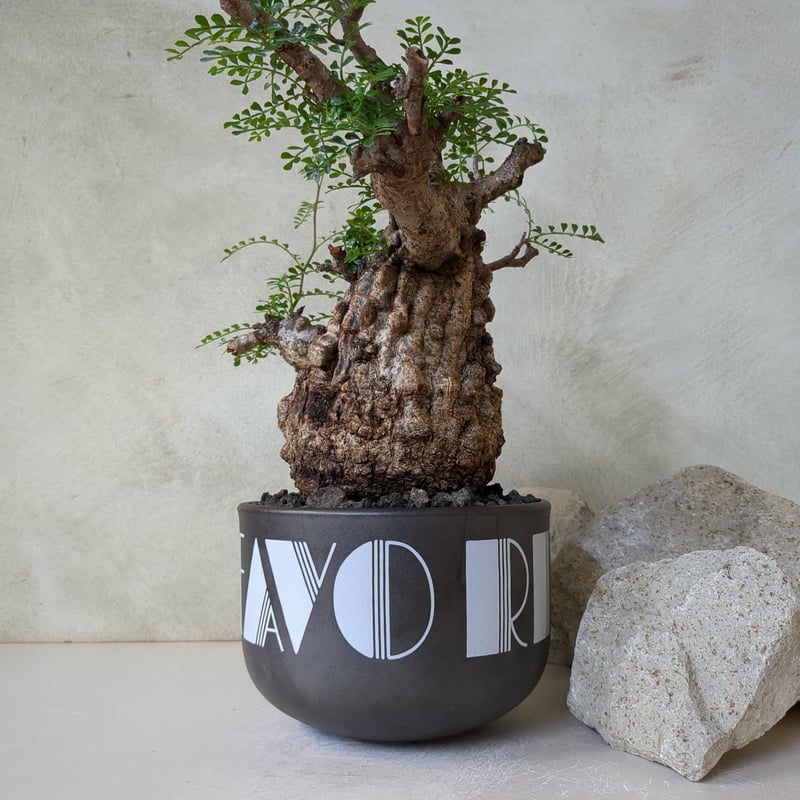 オペルクリカリア・パキプス No.7 / (25sep22.b14/1-4) | Plant