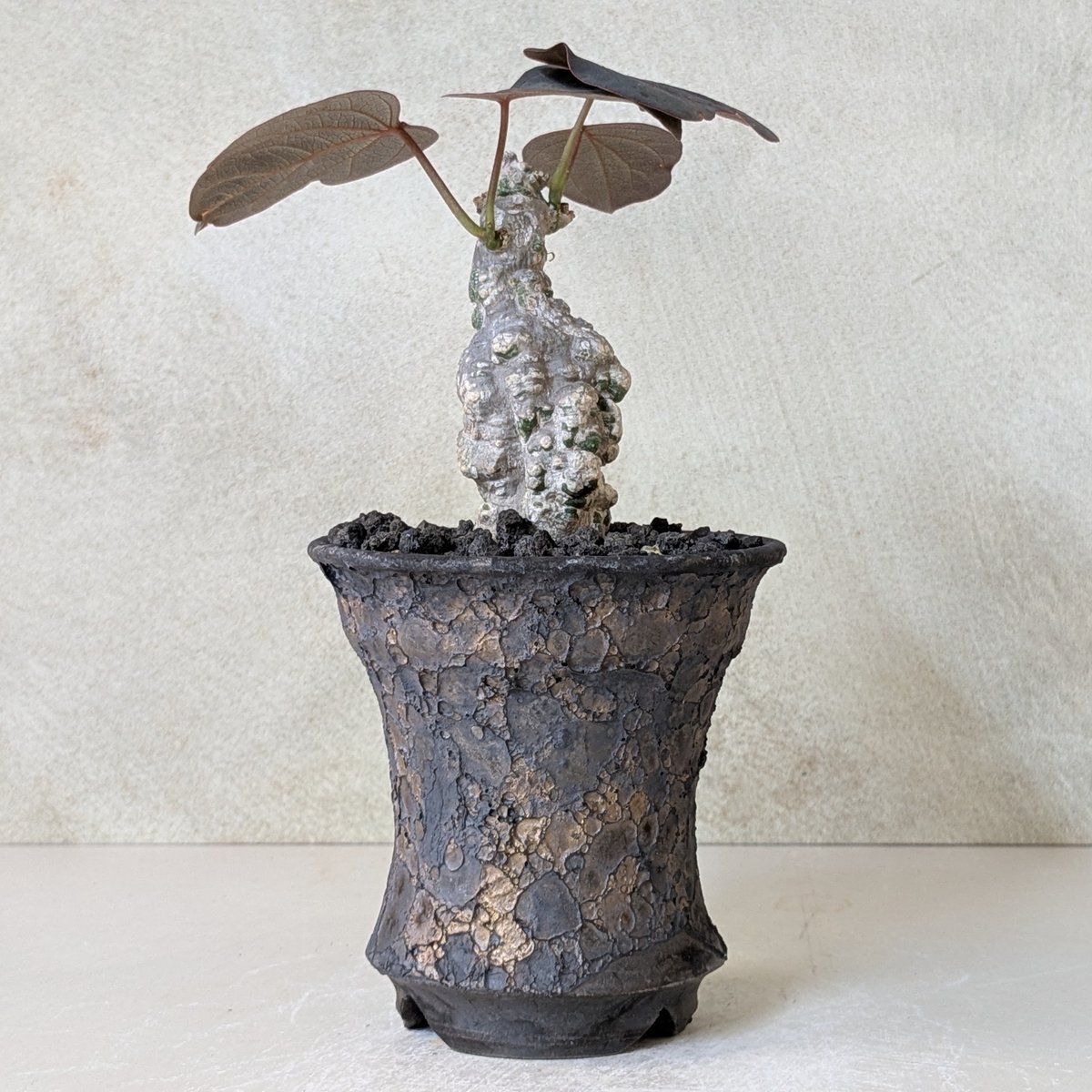 アデニア・ステイローサ 【現地球】×【銀河鉢クレーター】 陶芸