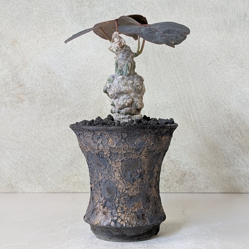 アデニア ステイローサ 現地株 発根済 アデニア ステイローサ 現地株 発根済 アデニア ステイローサ 発根済