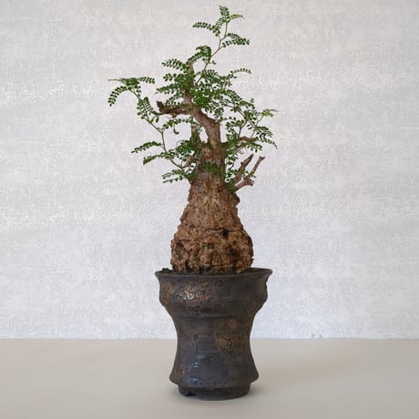 オペルクリカリア　パキプス　現地球 RAFLUMコレクション】オペルクリカリア パキプス 【現地球/発根済み