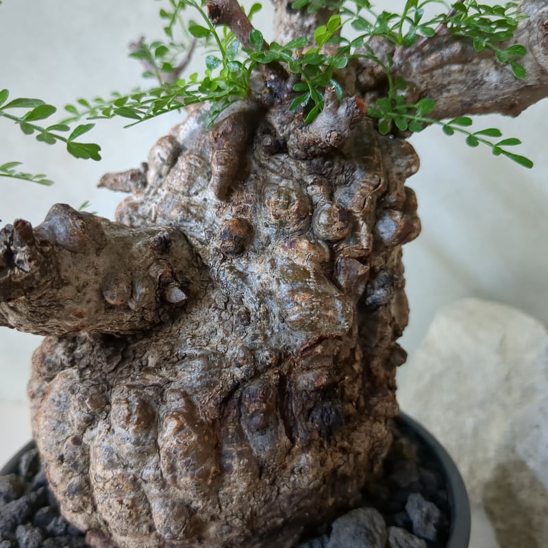 オペルクリカリア・パキプス No.7 / (25sep22.b14/1-4) | Plant