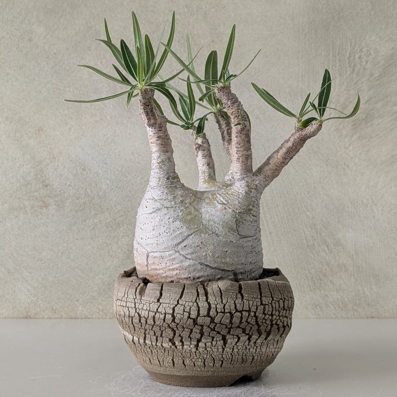 パキポディウム・グラキリス 【現地球】×【炸裂紋鉢 大地の鼓動】 陶芸