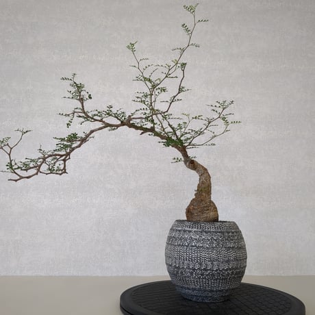 パキプス | STORES