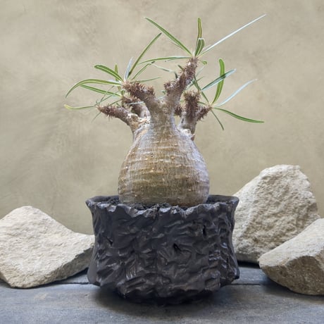 Plants MAN