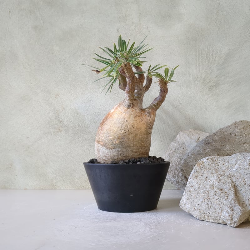 パキポディウム・グラキリスNo.14 / (24dec24.v01-147) | Plants