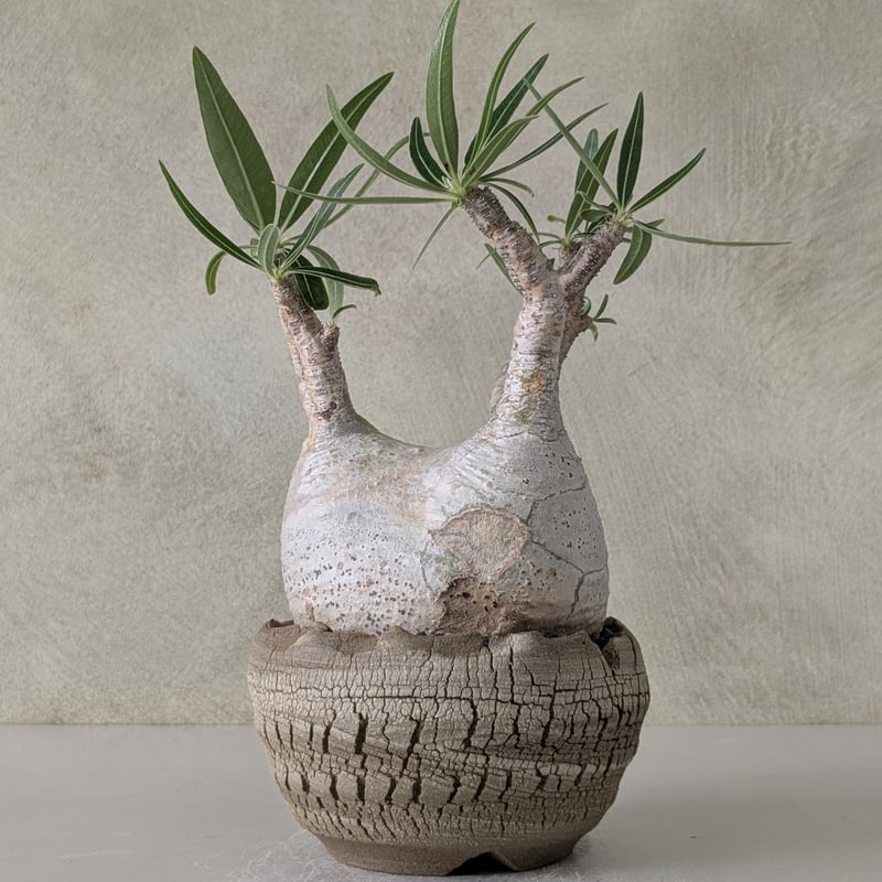 パキポディウム・グラキリス 【現地球】×【炸裂紋鉢 大地の鼓動】 陶芸