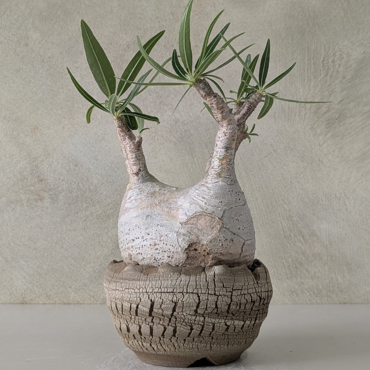 パキポディウム・グラキリス 【現地球】×【炸裂紋鉢 大地の鼓動】 陶芸