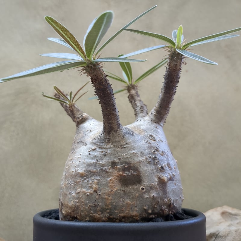 パキポディウム・グラキリスNo.24 / GOODDAYS オリジナル グラキリス