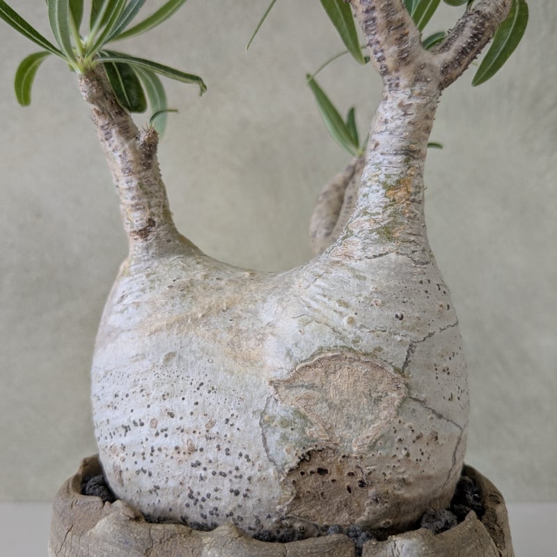 パキポディウム・グラキリス 【現地球】×【炸裂紋鉢 大地の鼓動】 陶芸