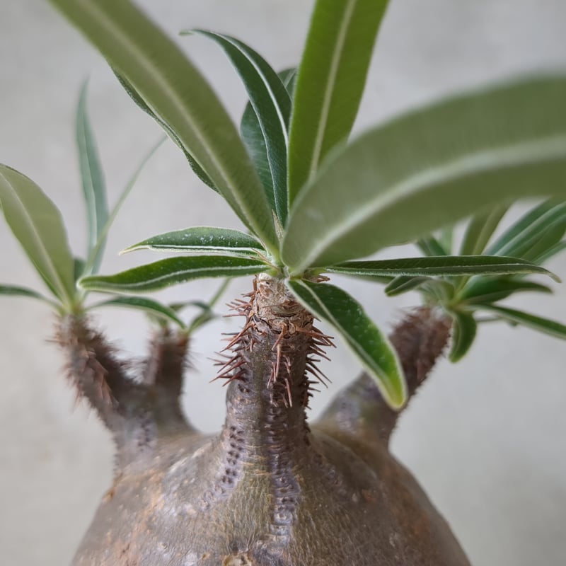パキポディウム・グラキリス 【現地球】×【深山金鉢】 陶芸家 横山雄一