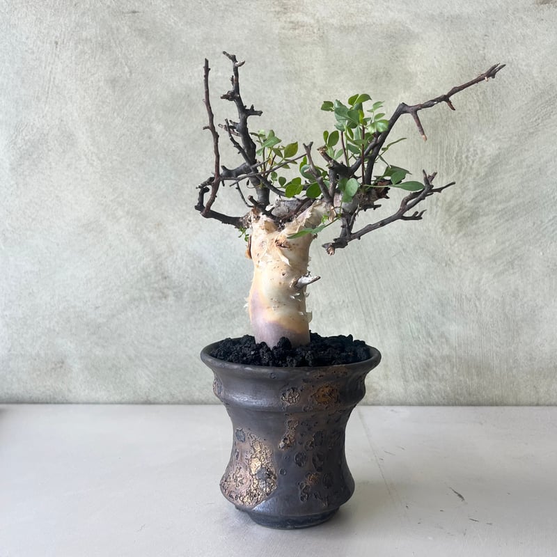 作者不明　見事な摺鉢 Hiroki Miura 〈Flower pot〉#69 – Blumo