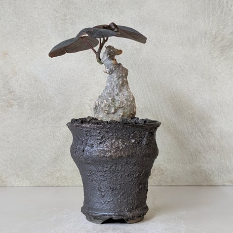 アデニア・ステイローサ　【現地球】×【砂漠シリーズ】　陶芸家　横山雄一作