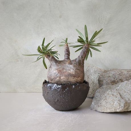 プランツマン品 プランツマン品 Plants MAN