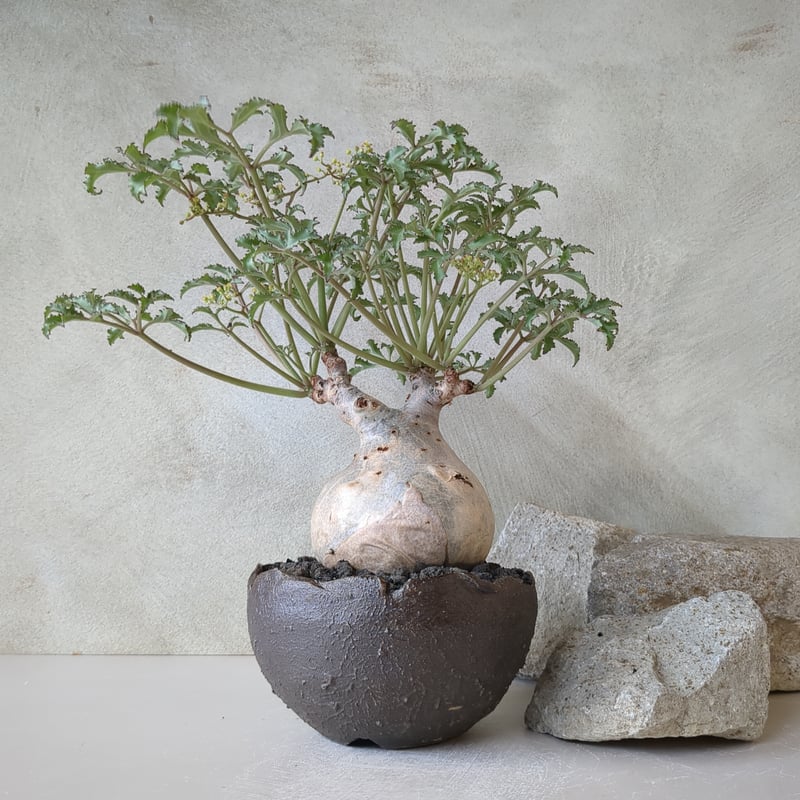 キフォステンマ ベティフォルメ ソマリア キフォステンマ ベティフォルメ キスォステンマ ベティフォルメ