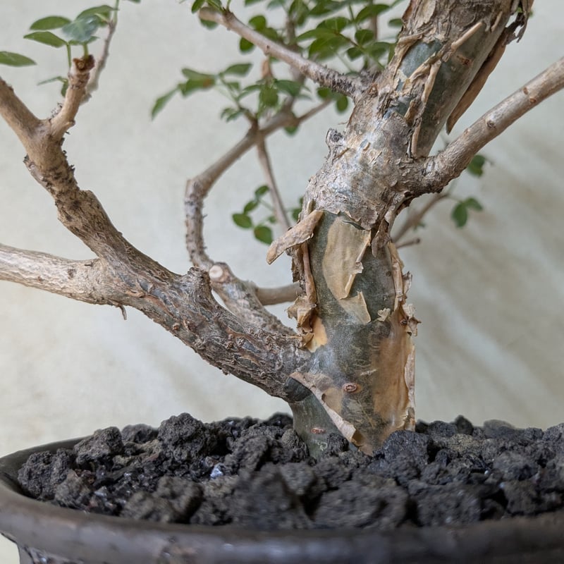 ブルセラ・ファガロイデス 【現地球】×【銀河鉢クレーター】 陶芸家