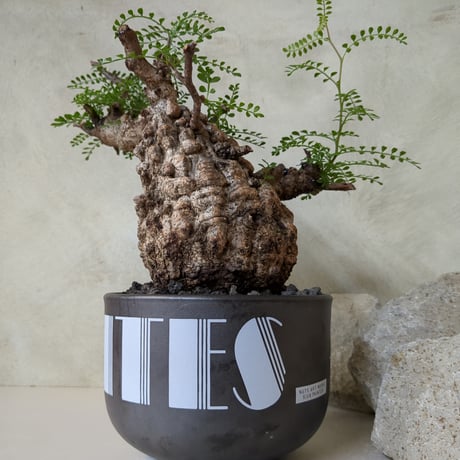 パキプス | STORES