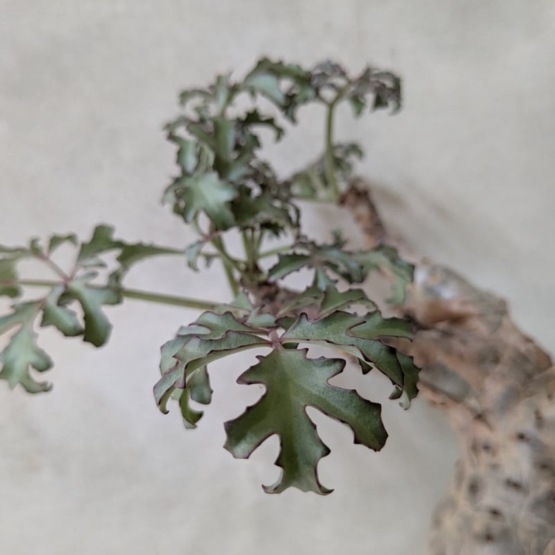 キフォステンマ・ベティフォルメ ソマリアナローリーフ 【現地球