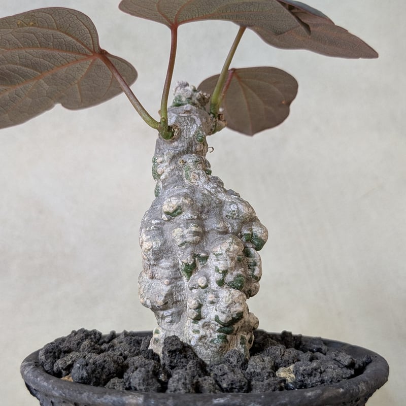 アデニア　スティローサ　 現地球　発根株　（鉢付き） アデニア スティローサ 現地球 発根株 (鉢付き「 adenia stylosa