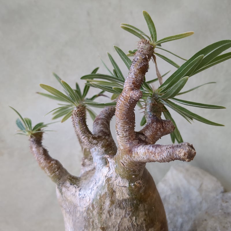 パキポディウム・グラキリスNo.14 / (24dec24.v01-147) | Plants