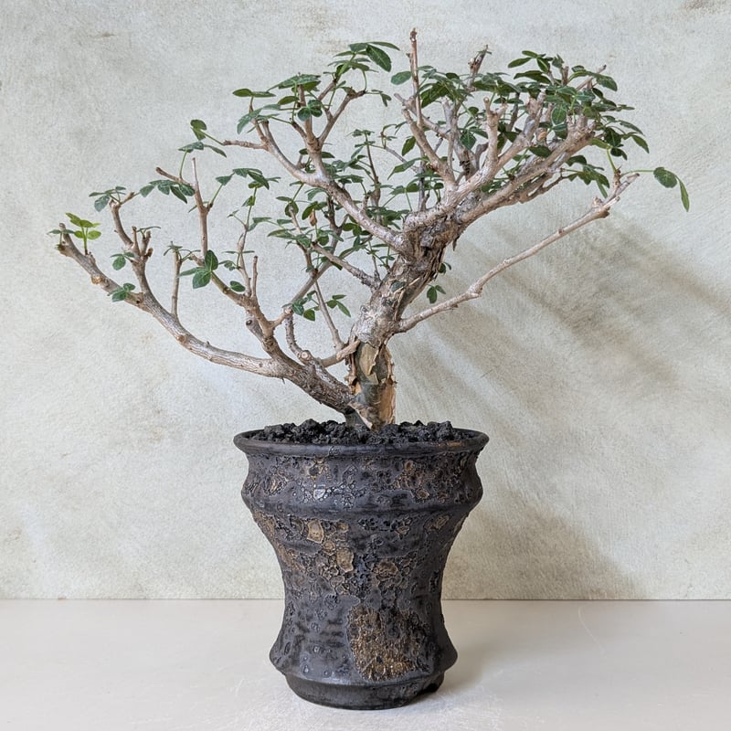 ブルセラ　ファガロイデス　現地株 ブルセラ・ファガロイデス 【現地球】×【銀河鉢クレーター