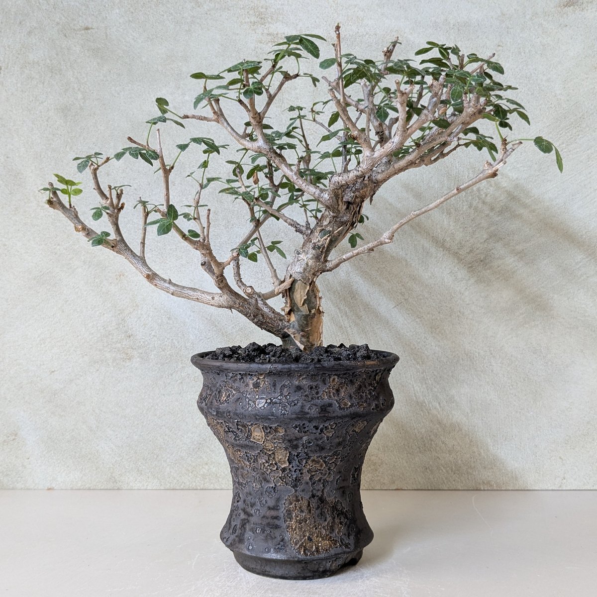 ブルセラ・ファガロイデス 【現地球】×【銀河鉢クレーター】 陶芸家