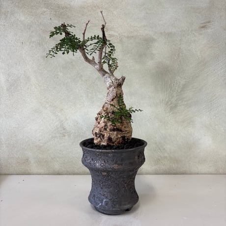 プランツマン品 Plants MAN